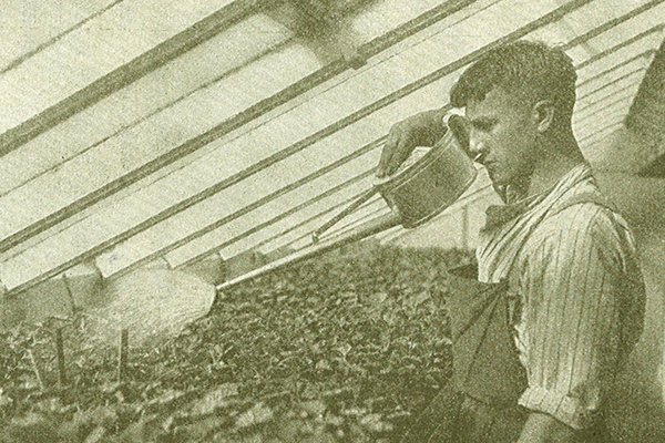 Altes Foto eines jungen Mannes, der mit einer gießkanne mit langem Gießrohr in einem Gewächshaus Pflanzen gießt