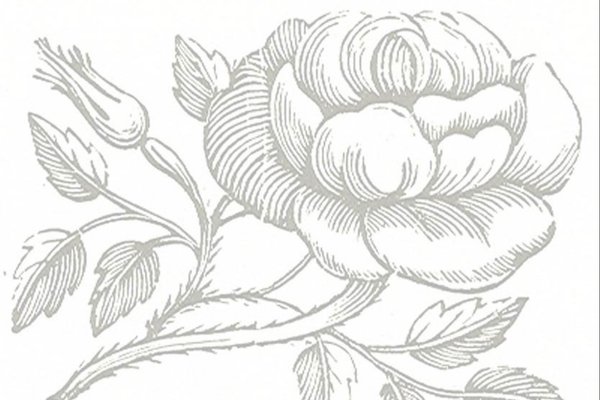 Alte Zeichnung einer Rosenblüte