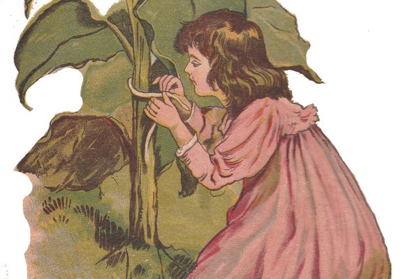 Alte Zeichnung um 1910 eines Mädchens, das eine Schnur um eine Pflanze bindet