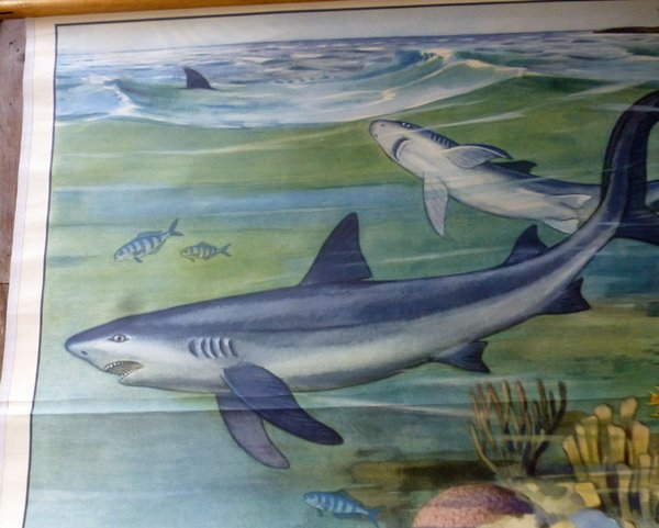 Alte Schautafel Haifische