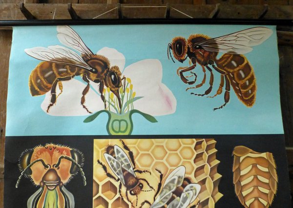 Alte Schautafel "Honigbiene"