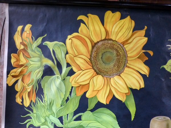 Alte Schautafel "Sonnenblume"